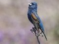 Blue Grosbeak