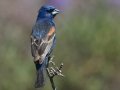 Blue Grosbeak