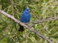 Blue Grosbeak
