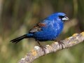 Blue Grosbeak