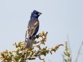 Blue Grosbeak