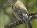 Blue Grosbeak