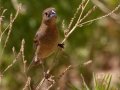 Blue Grosbeak