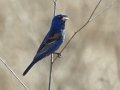 Blue Grosbeak