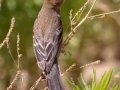 Blue Grosbeak