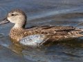 Blue-winged Teal