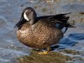 Blue-winged Teal