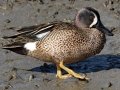Blue-winged Teal