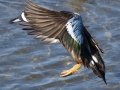 Blue-winged Teal