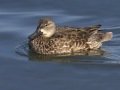 Blue-winged Teal