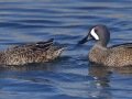 Blue-winged Teal