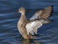 Blue-winged Teal