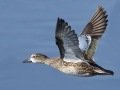 Blue-winged Teal