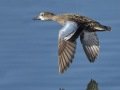 Blue-winged Teal