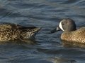Blue-winged Teal