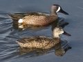Blue-winged Teal