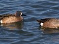 Blue-winged Teal