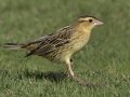 Bobolink - Crown Point--east side, San Diego, California, 11/6/2017