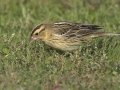 Bobolink - Crown Point--east side, San Diego, California, 11/6/2017
