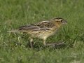 Bobolink - Crown Point--east side, San Diego, California, 11/6/2017