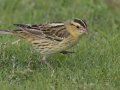Bobolink - Crown Point--east side, San Diego, California, 11/6/2017