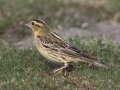 Bobolink - Crown Point--east side, San Diego, California, 11/6/2017