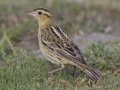 Bobolink - Crown Point--east side, San Diego, California, 11/6/2017