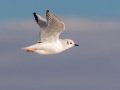 Bonaparte's Gull - Sonny Bono Salton Sea NWR, Union Tract, Visitor Center, Imperial County, California, 12/3/2018