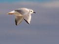 Bonaparte's Gull - Sonny Bono Salton Sea NWR, Union Tract, Visitor Center, Imperial County, California, 12/3/2018