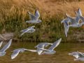Bonaparte's Gull - Sonny Bono Salton Sea NWR, Union Tract, Visitor Center, Imperial County, California, 12/3/2018