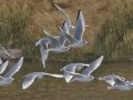 Bonaparte's Gull - Sonny Bono Salton Sea NWR, Union Tract, Visitor Center, Imperial County, California, 12/3/2018