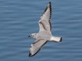 Bonaparte's Gull - Sonny Bono Salton Sea NWR, Union Tract, Visitor Center, Imperial County, California, 12/3/2018