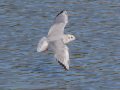Bonaparte's Gull - Sonny Bono Salton Sea NWR, Union Tract, Visitor Center, Imperial County, California, 12/3/2018
