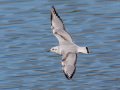 Bonaparte's Gull - Sonny Bono Salton Sea NWR, Union Tract, Visitor Center, Imperial County, California, 12/3/2018