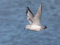 Bonaparte's Gull - Sonny Bono Salton Sea NWR, Union Tract, Visitor Center, Imperial County, California, 12/3/2018