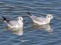 Bonaparte's Gull - Sonny Bono Salton Sea NWR, Union Tract, Visitor Center, Imperial County, California, 12/3/2018