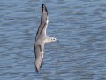 Bonaparte's Gull - Sonny Bono Salton Sea NWR, Union Tract, Visitor Center, Imperial County, California, 12/3/2018