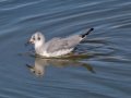 Bonaparte's Gull - Sonny Bono Salton Sea NWR, Union Tract, Visitor Center, Imperial County, California, 12/3/2018