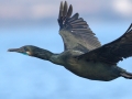 Brandt's Cormorant