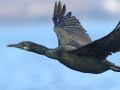 Brandt's Cormorant - San Diego Pelagic Hour 5 of 5, San Diego, California,  1/1/2018