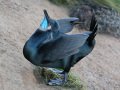 Brandt's Cormorant - Point La Jolla SeaWatch, San Diego County, California, 1/30/2017