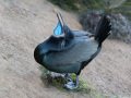Brandt's Cormorant - Point La Jolla SeaWatch, San Diego County, California, 1/30/2017