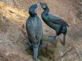 Brandt's Cormorant - Point La Jolla SeaWatch, San Diego County, California, 2/1/2017