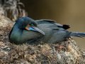 Brandt's Cormorant - Point La Jolla SeaWatch, San Diego County, California, 2/1/2017