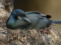 Brandt's Cormorant - Point La Jolla SeaWatch, San Diego County, California, 2/1/2017