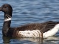 Brant