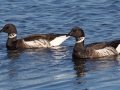 Brant