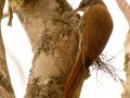 Scaled Woodcreeper - Petrópolis--Parque Municipal - Rio de Janeiro, Brazil - 9-11-2022