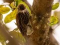 Scaled Woodcreeper - Petrópolis--Parque Municipal - Rio de Janeiro, Brazil - 9-11-2022