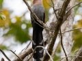 Squirrel Cuckoo - Petrópolis--Parque Municipal - Rio de Janeiro, Brazil - 9-11-2022